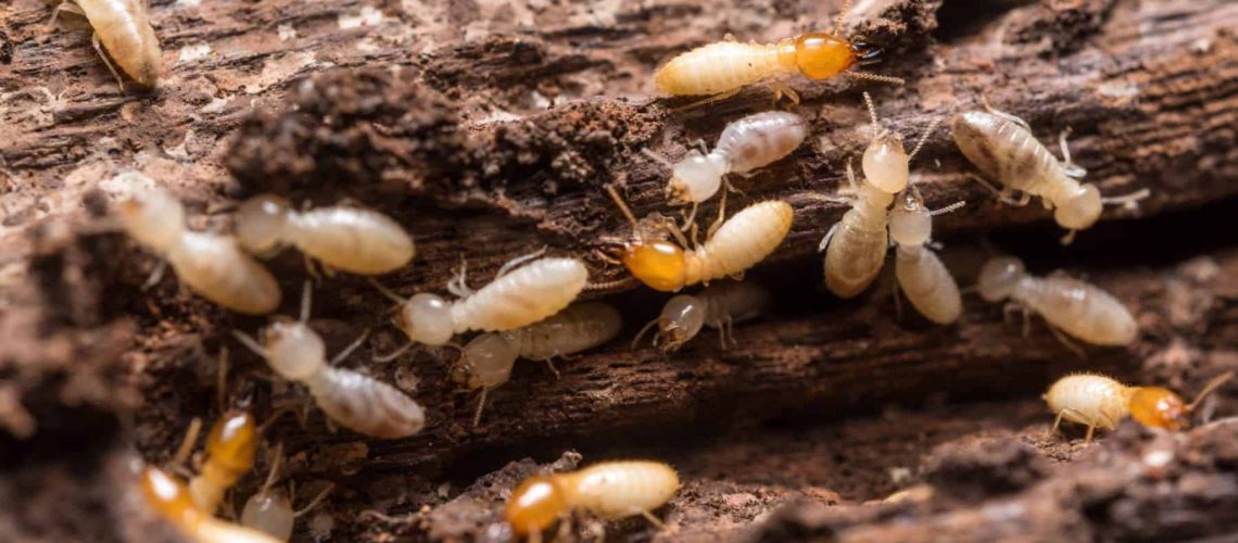 Close up termites or white ants