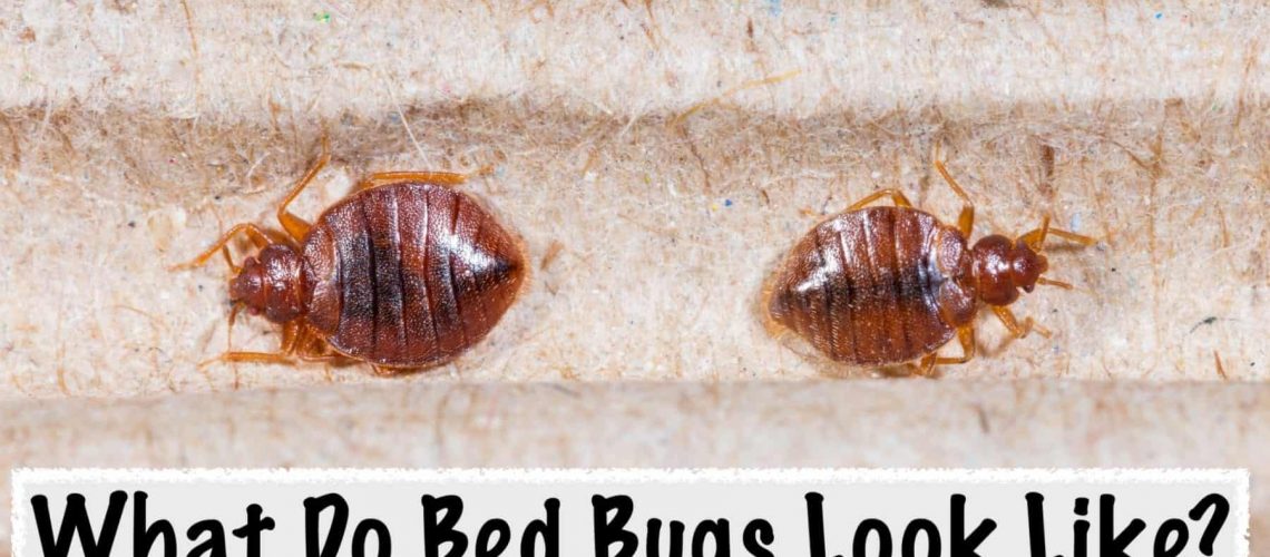 Close up adult cimex hemipterus on corrugated recycled paper, bedbug, blood sucker