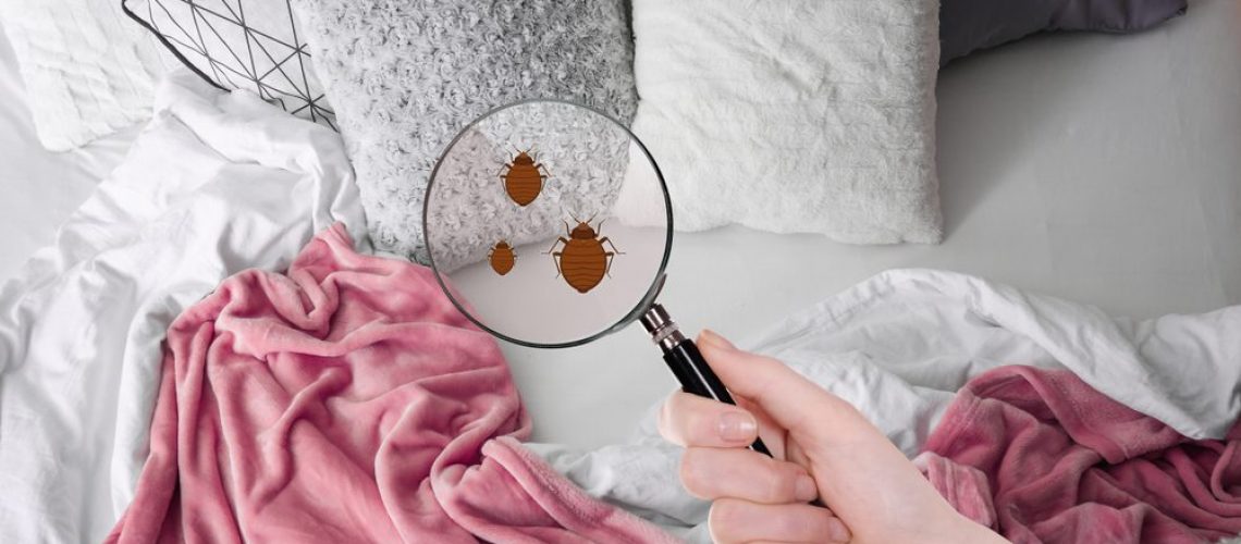 Woman,With,Magnifying,Glass,Detecting,Bed,Bugs,In,Bedroom