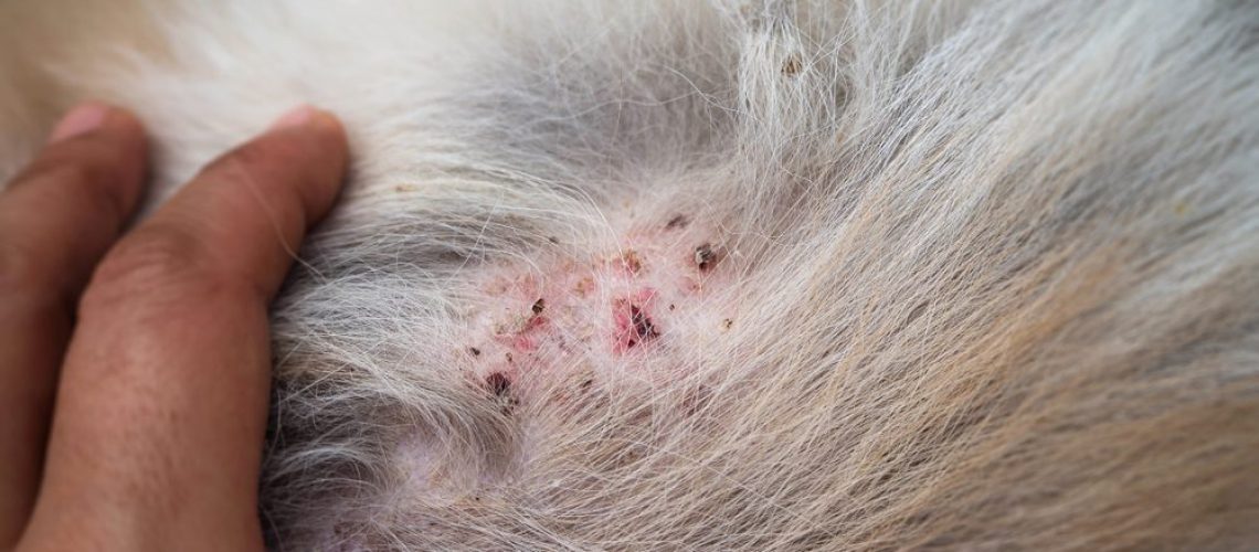 Closeup,The,Disease,On,Dog,Skin,dermatitis,In,Dog,skin,Laminate,And