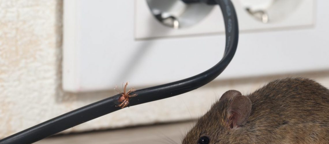 Closeup,Mouse,Sits,Near,Chewed,Wire,And,Electrical,Outlet,In