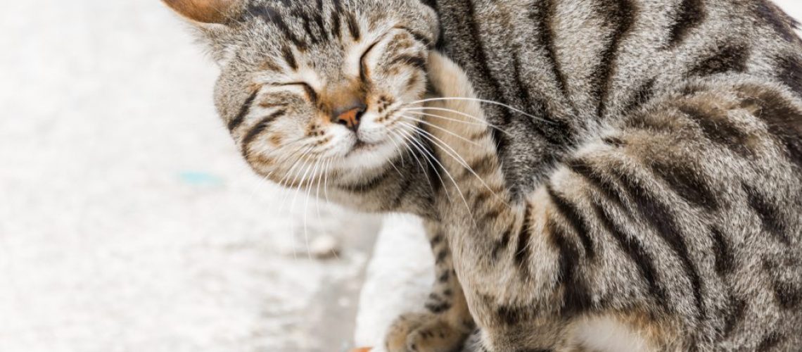 A,Cat,Scratching,Itself