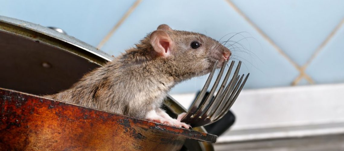 Close-up,Young,Rat,(rattus,Norvegicus),Looks,Out,Of,The,Dirty