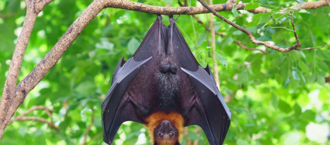 Fruit,Bat,Hanging,On,Tree,In,Forest.,Lyle's,Flying,Fox.