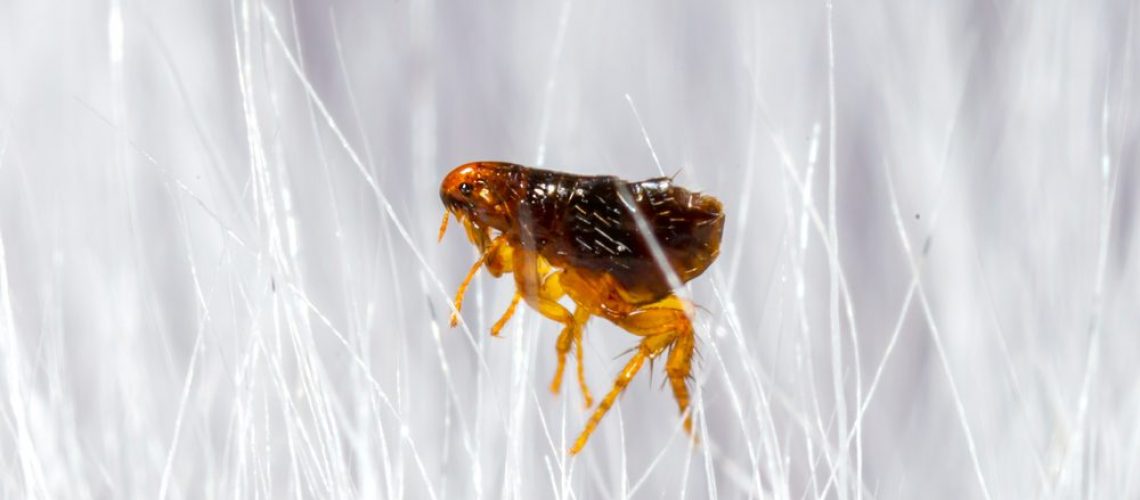 Flea,In,Animal,Fur,Close,Up.,The,Destruction,Of,Parasites