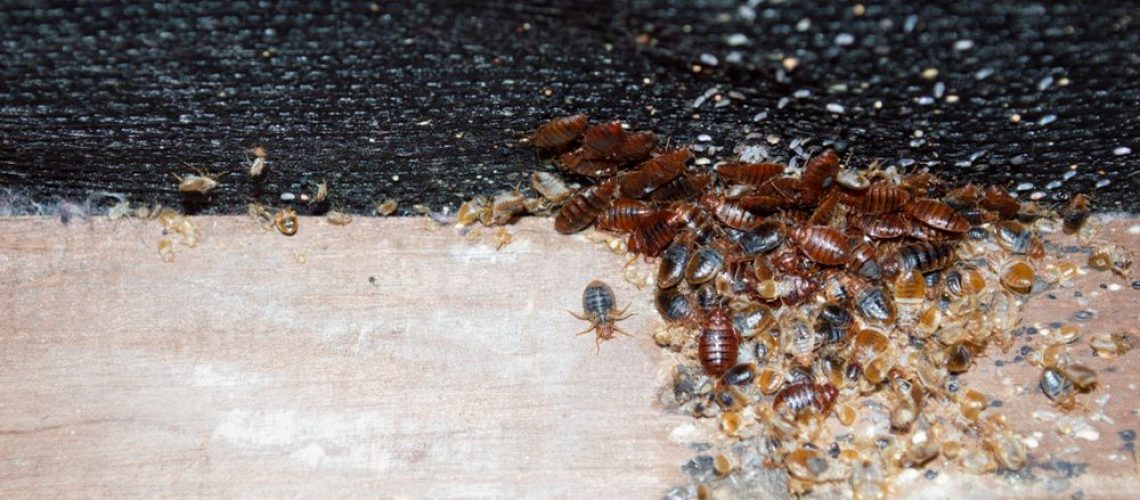 Cimex,Lectularius,Or,Bedbugs,Infest,A,Wooden,Bed,Frame,In