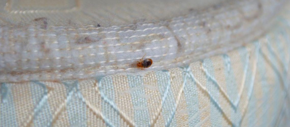 An,Adult,Bedbug,Clings,To,The,Edge,Of,A,Mattress