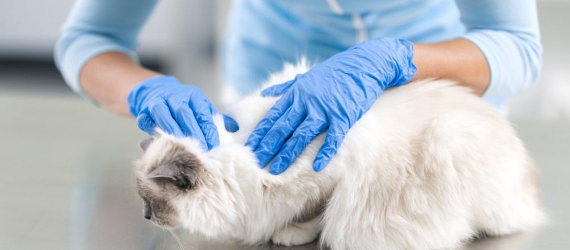 Professional,Female,Vet,Examining,A,Beautiful,Long,Hair,Cat,On