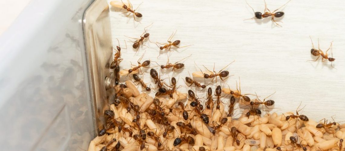 Anoplolepis,Gracilipes,,Yellow,Crazy,Ants,And,Eggs,In,Kitchen,concept,For
