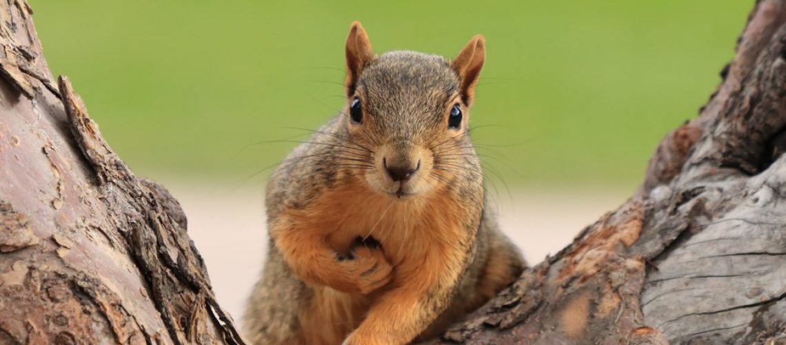 Portrait,Of,Fox,Squirrel,(sciurus,Niger),Sitting,On,Branch,Isolated