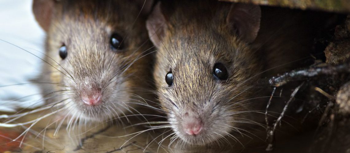 Two,Cute,And,Curious,Brown,Rats,Looking,Of,The,Cover.