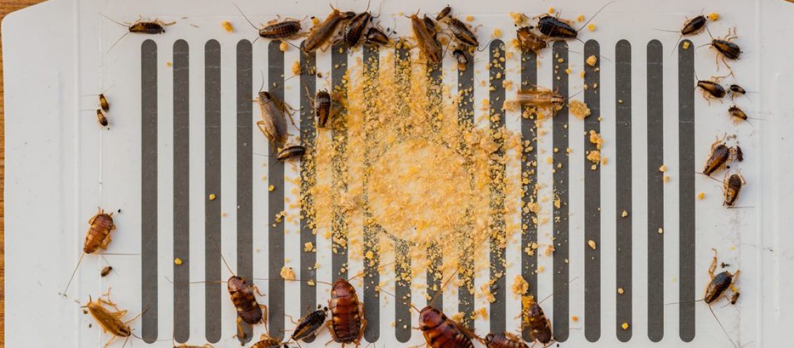 Lots,Of,Cockroaches,Have,Been,Catched,By,The,Sticker,Or