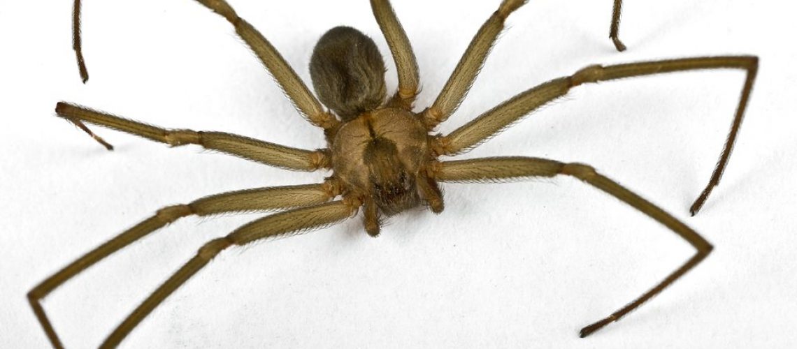 Macro,Shot,Of,A,Brown,Recluse,Spider,On,White