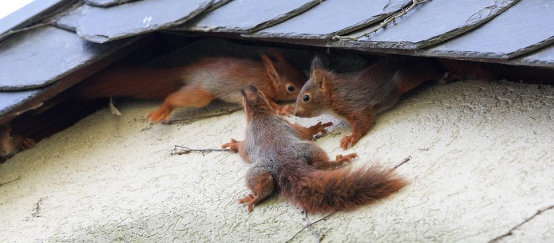 Young,Squirrel,At,House,Wall