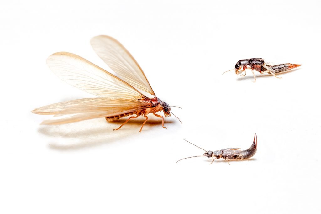 Termite-Brandon-Termite-Madison