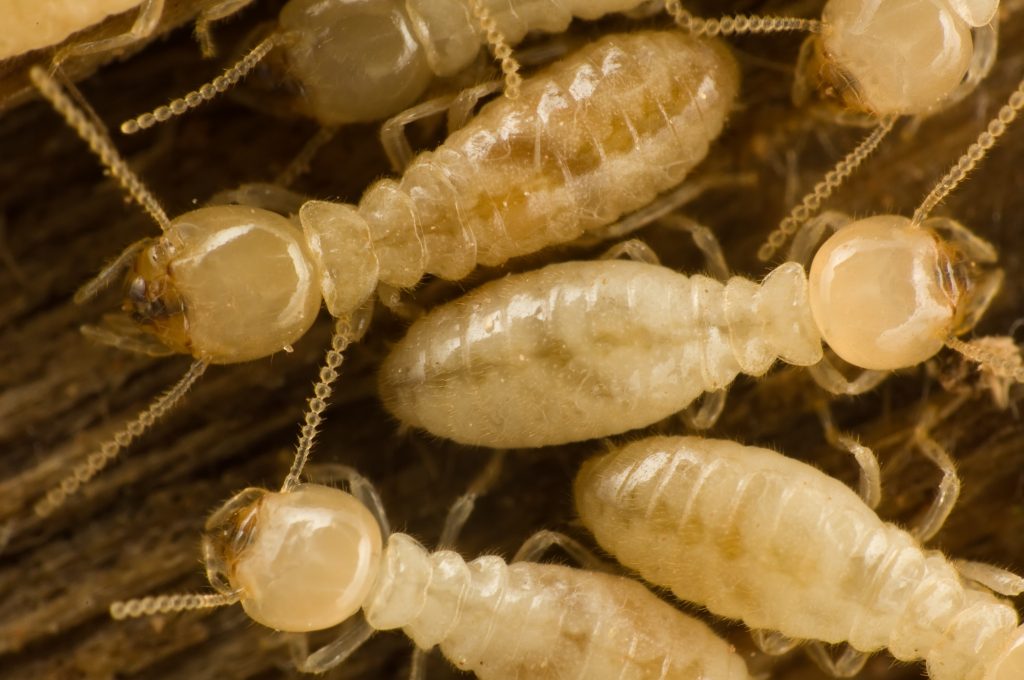 Termite-Ridgeland-MS-Termite-Jackson