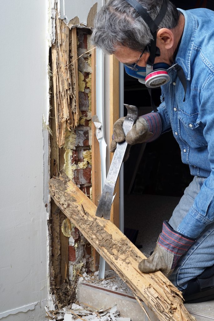Termite-service-near-me-Jackson-Termite