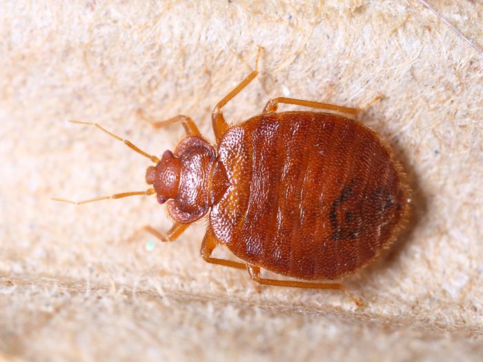 Bed-Bug-Jackson-MS-Ridgeland-Bed-Bug-Control