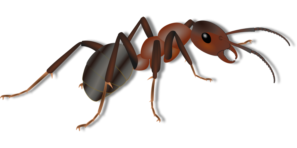 how-to-get-rid-of-ants-in-the-kitchen