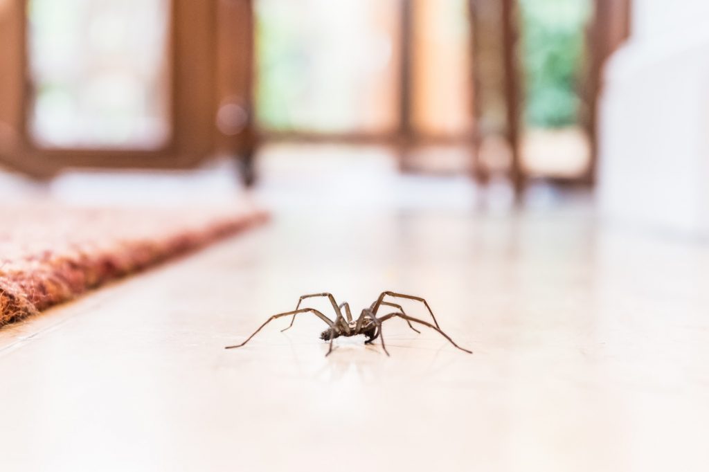 spider-repellent-ideas-to-keep-spiders-and-webs-away