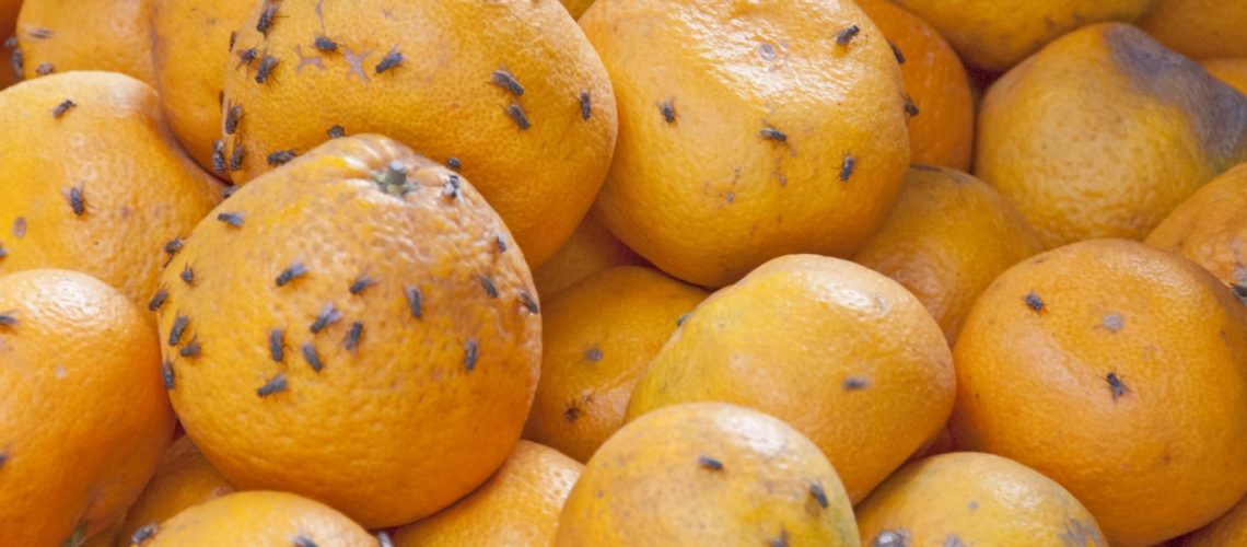 Rotten oranges in a market of Mui Ne, Vietnam.
