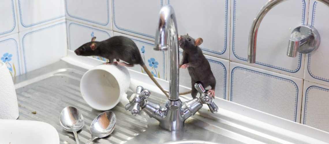 Black,Rats(rattus,Norvegicus),,Dirty,White,Plates,And,Cups,On,A